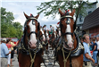 Budweiser Clydesdales Visiting Palatine