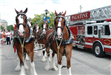 Budweiser Clydesdales Visiting Palatine