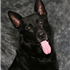 Retired Police K9 "Crow"