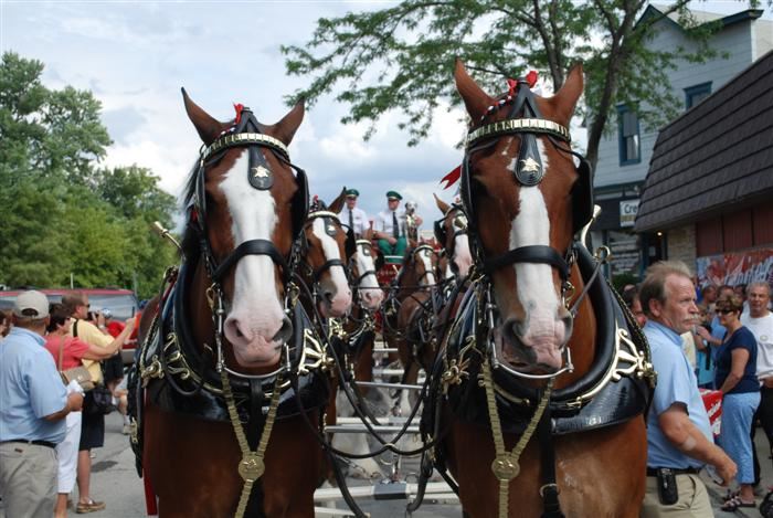 Budweiser Clydesdales Visiting Palatine