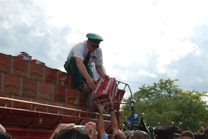 Budweiser Clydesdales Visiting Palatine