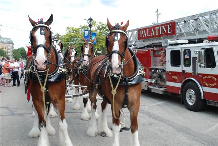 Budweiser Clydesdales Visiting Palatine