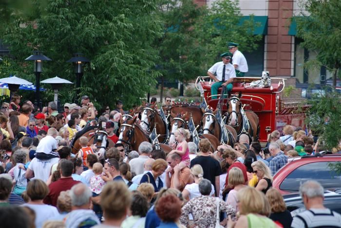Budweiser Clydesdales Visiting Palatine