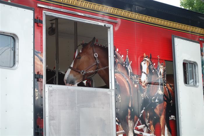 Budweiser Clydesdales Visiting Palatine