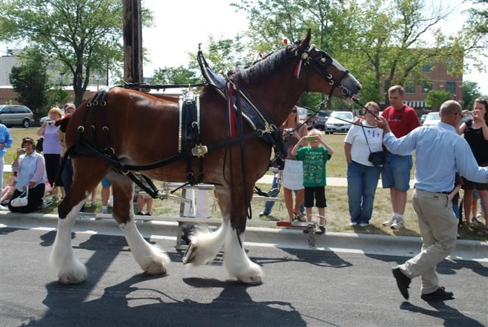 Budweiser Clydesdales Visiting Palatine