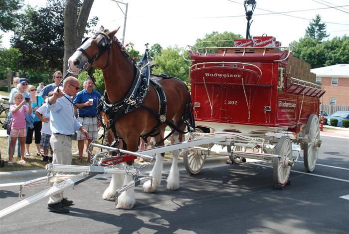 Budweiser Clydesdales Visiting Palatine