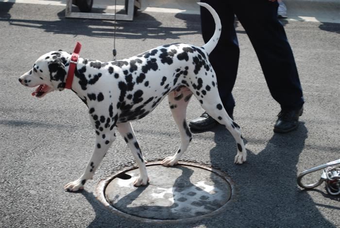 Budweiser Clydesdales Visiting Palatine