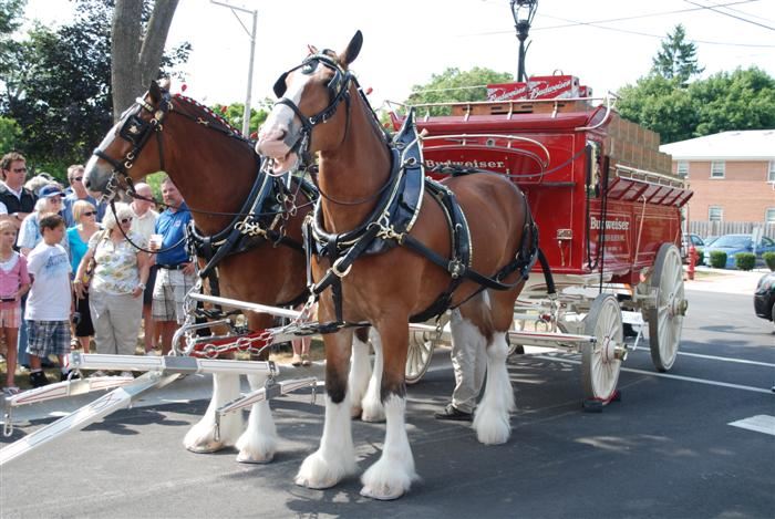 Budweiser Clydesdales Visiting Palatine