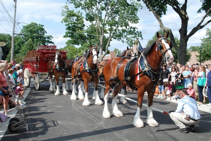 Budweiser Clydesdales Visiting Palatine