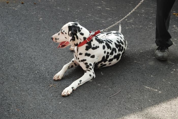 Budweiser Clydesdales Visiting Palatine