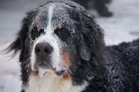 Blizzard Barti the dog