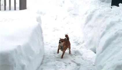 Pomeranian/chihuahua mix loving the snow 