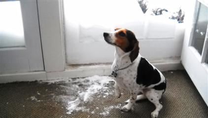 Bailey the dog, pondering in or out